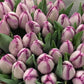 Tulip Bulbs Jacuzzi Blooms Species Growing Bonsai Roots Rhizomes Corms Tubers Potted Planting Reblooming Fragrant Garden Flower Seeds Plant