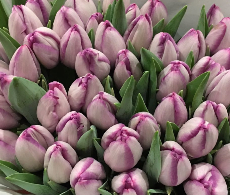 Tulip Bulbs Jacuzzi Blooms Species Growing Bonsai Roots Rhizomes Corms Tubers Potted Planting Reblooming Fragrant Garden Flower Seeds Plant