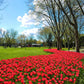 Tulip Bulbs Jumbo Cherry Blooms Species Growing Bonsai Roots Rhizomes Corms Tubers Potted Planting Reblooming Fragrant Garden Flower Seeds Plant