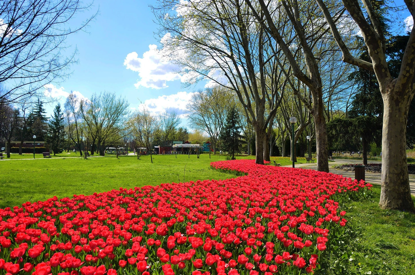 Tulip Bulbs Jumbo Cherry Blooms Species Growing Bonsai Roots Rhizomes Corms Tubers Potted Planting Reblooming Fragrant Garden Flower Seeds Plant