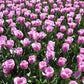 Tulip Bulbs Magic Lavender Blooms Species Growing Bonsai Roots Rhizomes Corms Tubers Potted Planting Reblooming Fragrant Garden Flower Seeds Plant