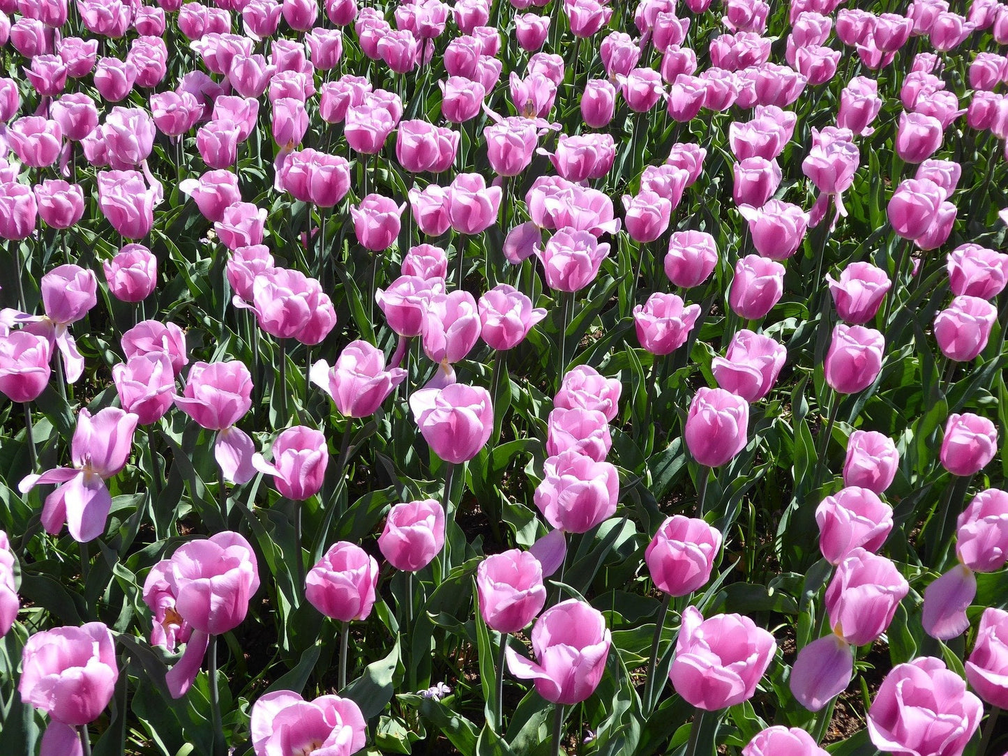 Tulip Bulbs Magic Lavender Blooms Species Growing Bonsai Roots Rhizomes Corms Tubers Potted Planting Reblooming Fragrant Garden Flower Seeds Plant