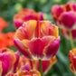 Tulip Bulbs Bulbs Miami Sunset Blooms Species Growing Bonsai Roots Rhizomes Corms Tubers Potted Planting Reblooming Fragrant Garden Flower Seeds Plant