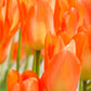 Tulip Bulbs Orange Emperor Blooms Species Growing Bonsai Roots Rhizomes Corms Tubers Potted Planting Reblooming Fragrant Garden Flower Seeds Plant