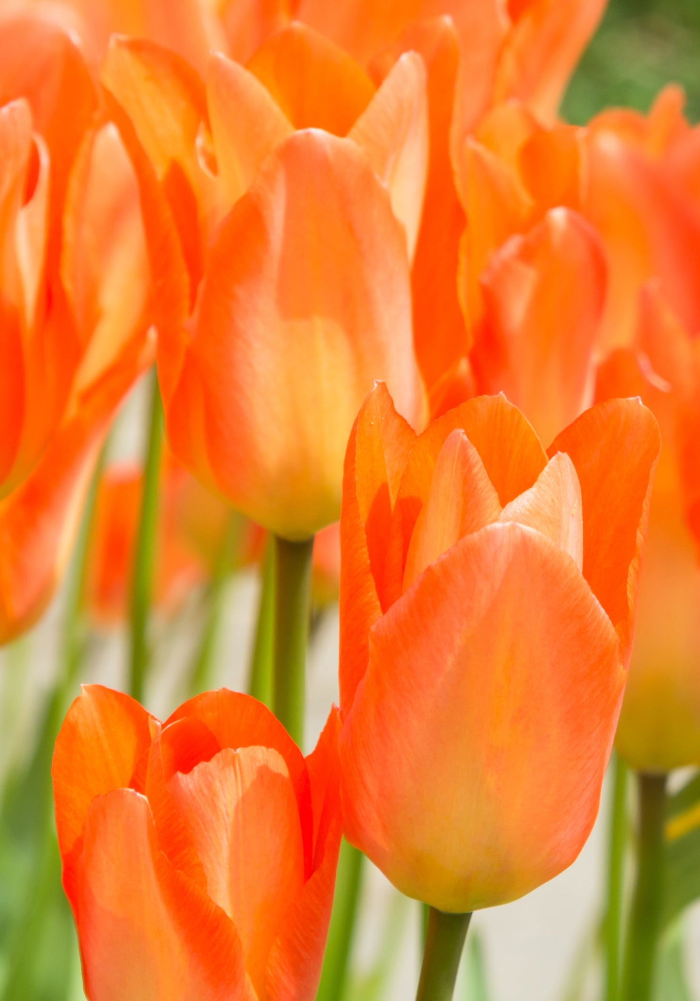 Tulip Bulbs Orange Emperor Blooms Species Growing Bonsai Roots Rhizomes Corms Tubers Potted Planting Reblooming Fragrant Garden Flower Seeds Plant
