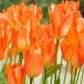 Tulip Bulbs Orange Emperor Blooms Species Growing Bonsai Roots Rhizomes Corms Tubers Potted Planting Reblooming Fragrant Garden Flower Seeds Plant