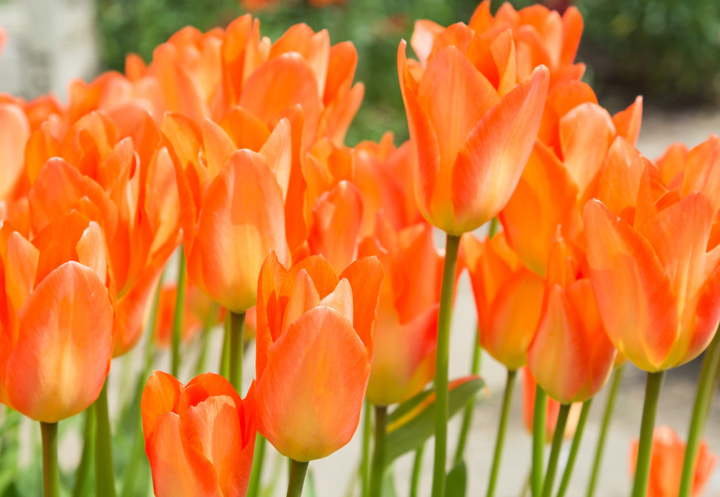 Tulip Bulbs Orange Emperor Blooms Species Growing Bonsai Roots Rhizomes Corms Tubers Potted Planting Reblooming Fragrant Garden Flower Seeds Plant