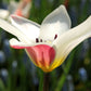Tulip Bulbs Clusiana Peppermint Stick Blooms Species Growing Bonsai Roots Rhizomes Corms Tubers Potted Planting Reblooming Fragrant Garden Flower Seeds Plant
