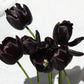 Tulip Bulbs Queen of Night Blooms Species Growing Bonsai Roots Rhizomes Corms Tubers Potted Planting Reblooming Fragrant Garden Flower Seeds Plant