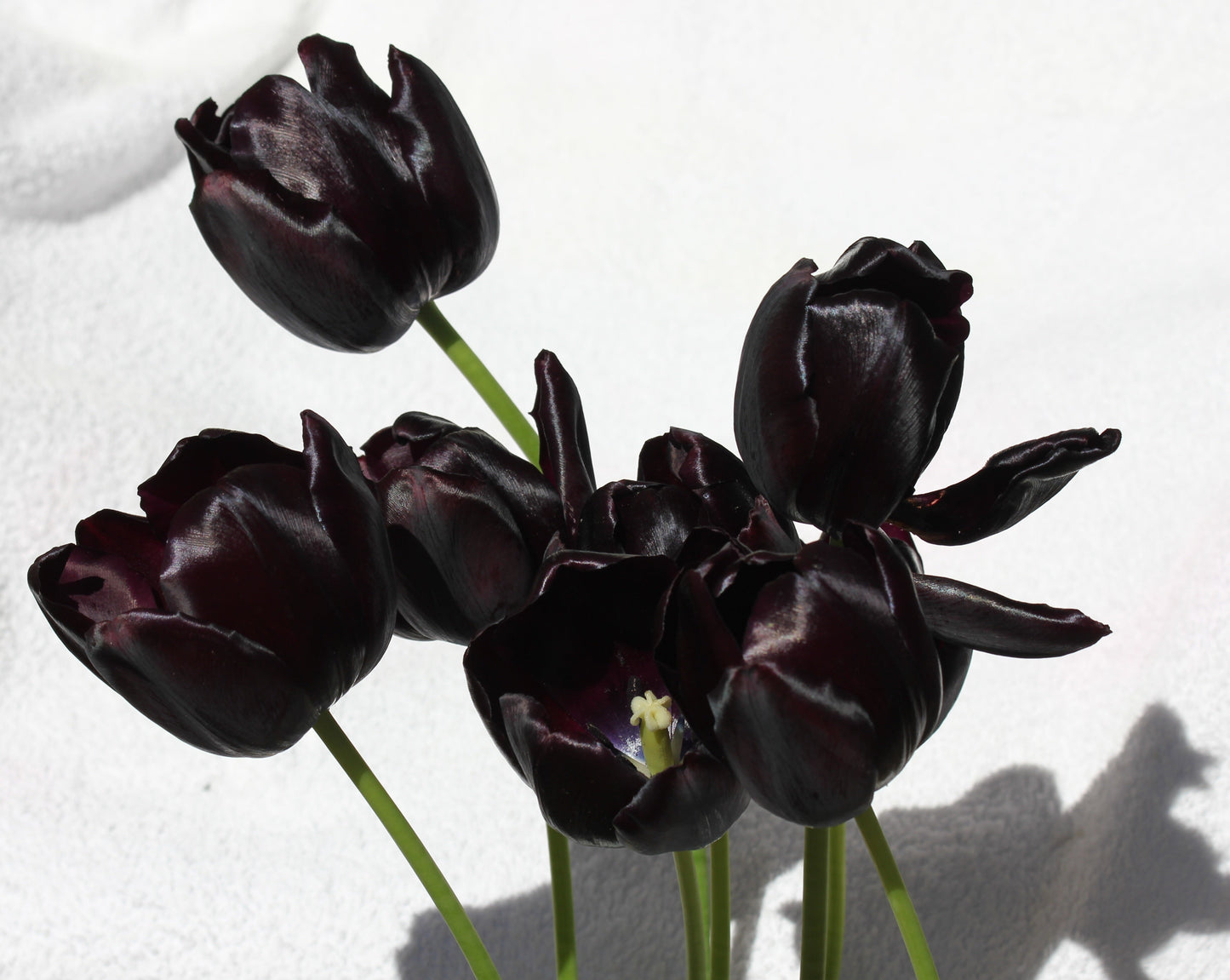 Tulip Bulbs Queen of Night Blooms Species Growing Bonsai Roots Rhizomes Corms Tubers Potted Planting Reblooming Fragrant Garden Flower Seeds Plant