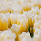 Tulip Bulbs Sweetheart Blooms Species Growing Bonsai Roots Rhizomes Corms Tubers Potted Planting Reblooming Fragrant Garden Flower Seeds Plant