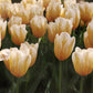 Tulip Bulbs Sweetheart Blooms Species Growing Bonsai Roots Rhizomes Corms Tubers Potted Planting Reblooming Fragrant Garden Flower Seeds Plant