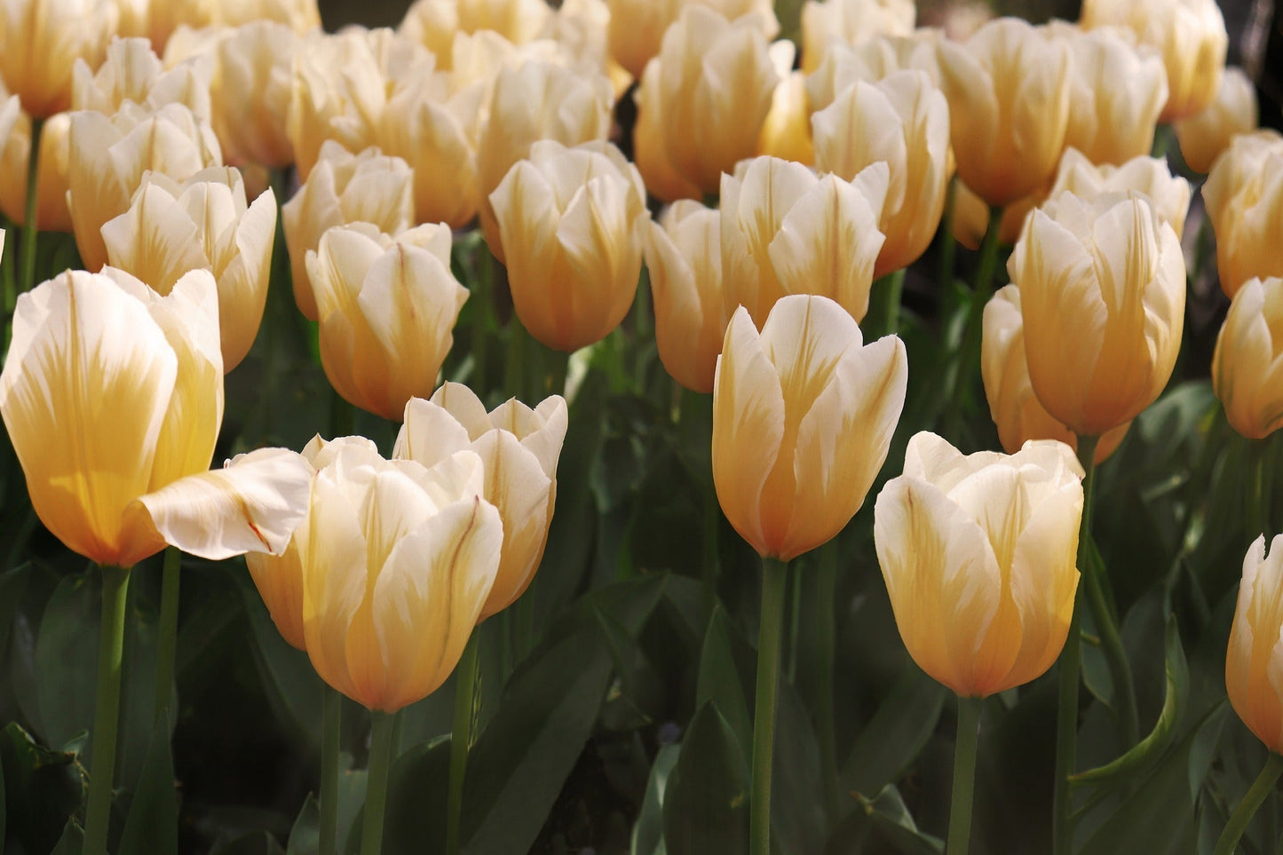 Tulip Bulbs Sweetheart Blooms Species Growing Bonsai Roots Rhizomes Corms Tubers Potted Planting Reblooming Fragrant Garden Flower Seeds Plant