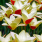 Tulip Bulbs Tinka Blooms Species Growing Bonsai Roots Rhizomes Corms Tubers Potted Planting Reblooming Fragrant Garden Flower Seeds Plant