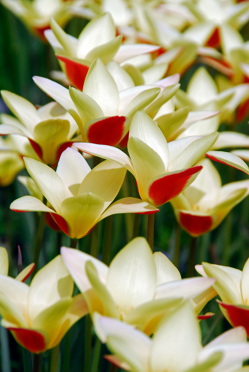 Tulip Bulbs Tinka Blooms Species Growing Bonsai Roots Rhizomes Corms Tubers Potted Planting Reblooming Fragrant Garden Flower Seeds Plant