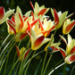 Tulip Bulbs Tinka Blooms Species Growing Bonsai Roots Rhizomes Corms Tubers Potted Planting Reblooming Fragrant Garden Flower Seeds Plant