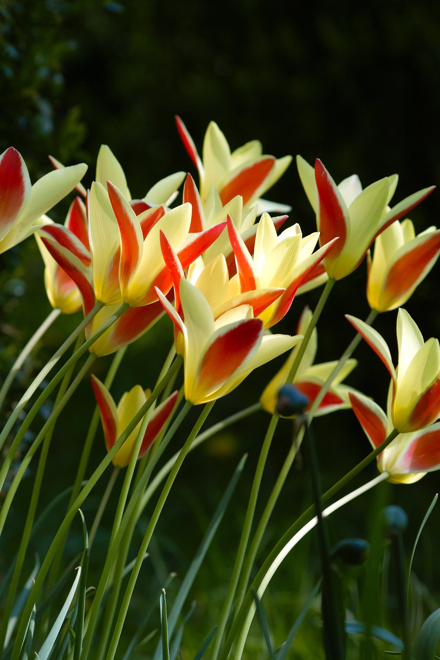 Tulip Bulbs Tinka Blooms Species Growing Bonsai Roots Rhizomes Corms Tubers Potted Planting Reblooming Fragrant Garden Flower Seeds Plant