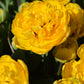 Tulip Bulbs Yellow Pomponette Blooms Species Growing Bonsai Roots Rhizomes Corms Tubers Potted Planting Reblooming Fragrant Garden Flower Seeds Plant