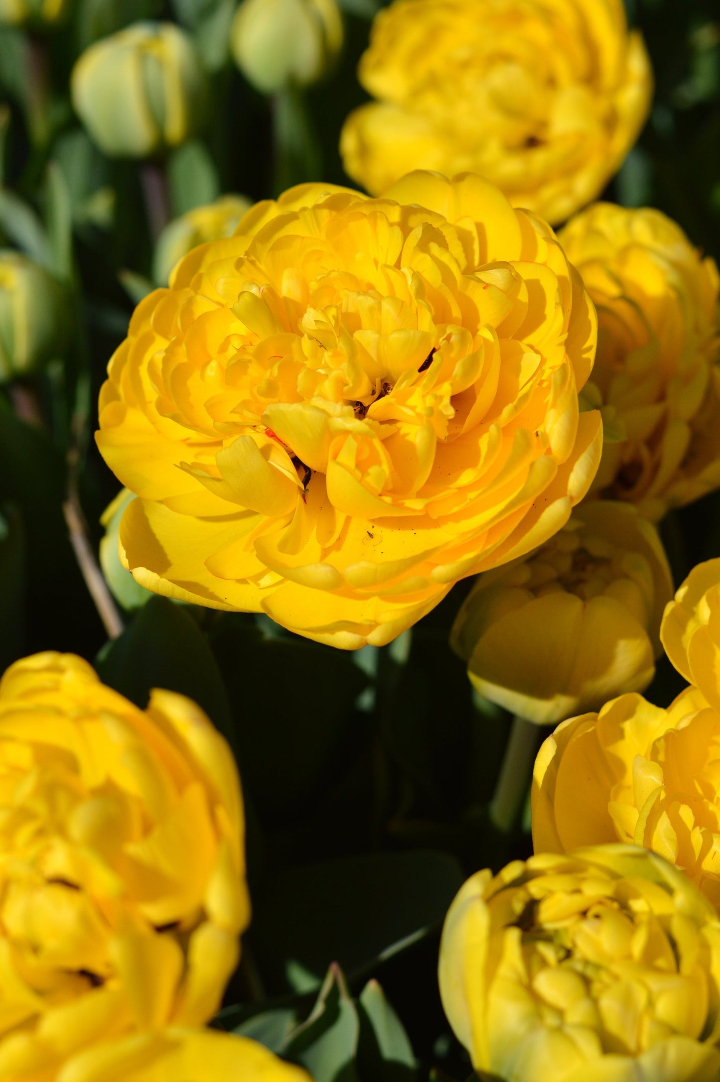 Tulip Bulbs Yellow Pomponette Blooms Species Growing Bonsai Roots Rhizomes Corms Tubers Potted Planting Reblooming Fragrant Garden Flower Seeds Plant