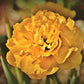 Tulip Bulbs Yellow Pomponette Blooms Species Growing Bonsai Roots Rhizomes Corms Tubers Potted Planting Reblooming Fragrant Garden Flower Seeds Plant