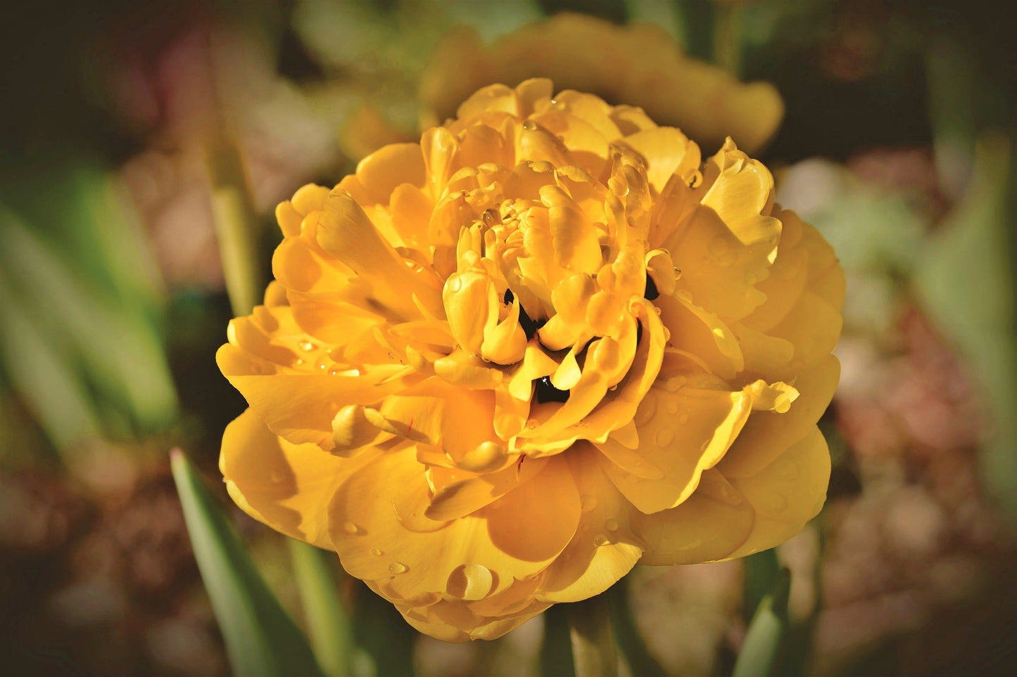 Tulip Bulbs Yellow Pomponette Blooms Species Growing Bonsai Roots Rhizomes Corms Tubers Potted Planting Reblooming Fragrant Garden Flower Seeds Plant