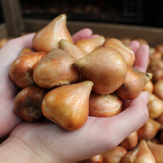 Yellow Blend Mixed Tulipa Tulip Bulbs Blooms Species Growing Bonsai Roots Rhizomes Corms Tubers Potted Planting Reblooming Fragrant Garden Flower Seeds Plant