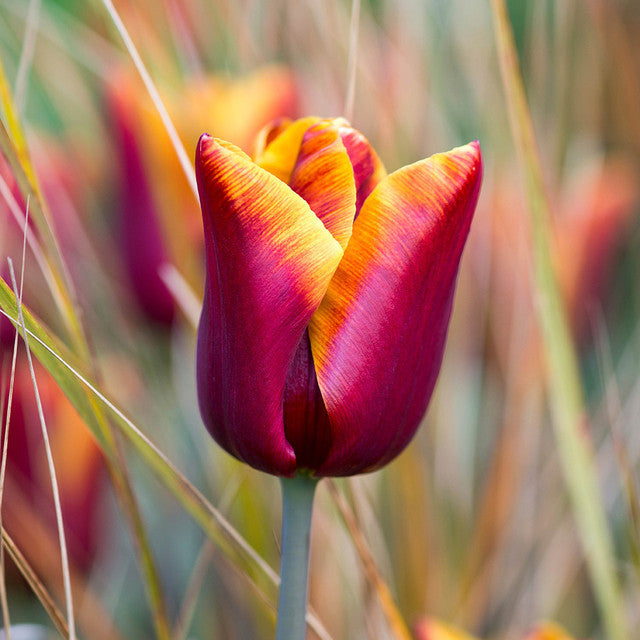 Abu Hassan Tulip Bulbs Blooms Species Growing Bonsai Roots Rhizomes Corms Tubers Potted Planting Reblooming Fragrant Garden Flower Seeds Plant