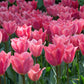 Albert Heijn Tulip Bulbs Blooms Species Growing Bonsai Roots Rhizomes Corms Tubers Potted Planting Reblooming Fragrant Garden Flower Seeds Plant