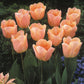 Tulip Bulbs Apricot Beauty Blooms Species Growing Bonsai Roots Rhizomes Corms Tubers Potted Planting Reblooming Fragrant Garden Flower Seeds Plant