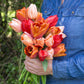 Tulip Bulbs Apricot Beauty Blooms Species Growing Bonsai Roots Rhizomes Corms Tubers Potted Planting Reblooming Fragrant Garden Flower Seeds Plant