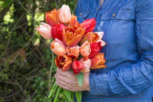 Tulip Bulbs Apricot Beauty Blooms Species Growing Bonsai Roots Rhizomes Corms Tubers Potted Planting Reblooming Fragrant Garden Flower Seeds Plant