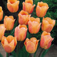 Tulip Bulbs Apricot Beauty Blooms Species Growing Bonsai Roots Rhizomes Corms Tubers Potted Planting Reblooming Fragrant Garden Flower Seeds Plant