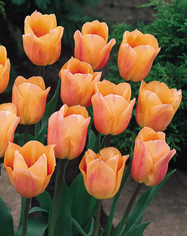 Tulip Bulbs Apricot Beauty Blooms Species Growing Bonsai Roots Rhizomes Corms Tubers Potted Planting Reblooming Fragrant Garden Flower Seeds Plant