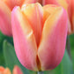 Tulip Bulbs Apricot Foxx Blooms Species Growing Bonsai Roots Rhizomes Corms Tubers Potted Planting Reblooming Fragrant Garden Flower Seeds Plant