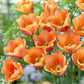 Tulip Bulbs Apricot Foxx Blooms Species Growing Bonsai Roots Rhizomes Corms Tubers Potted Planting Reblooming Fragrant Garden Flower Seeds Plant