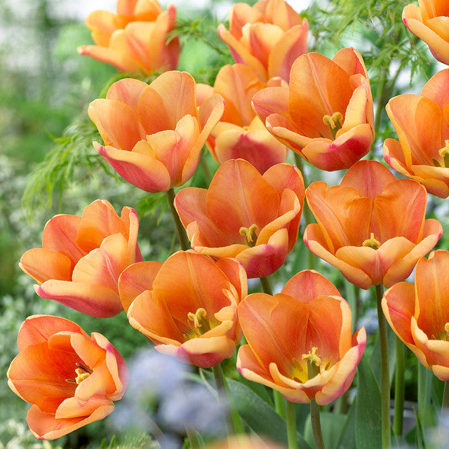 Tulip Bulbs Apricot Foxx Blooms Species Growing Bonsai Roots Rhizomes Corms Tubers Potted Planting Reblooming Fragrant Garden Flower Seeds Plant