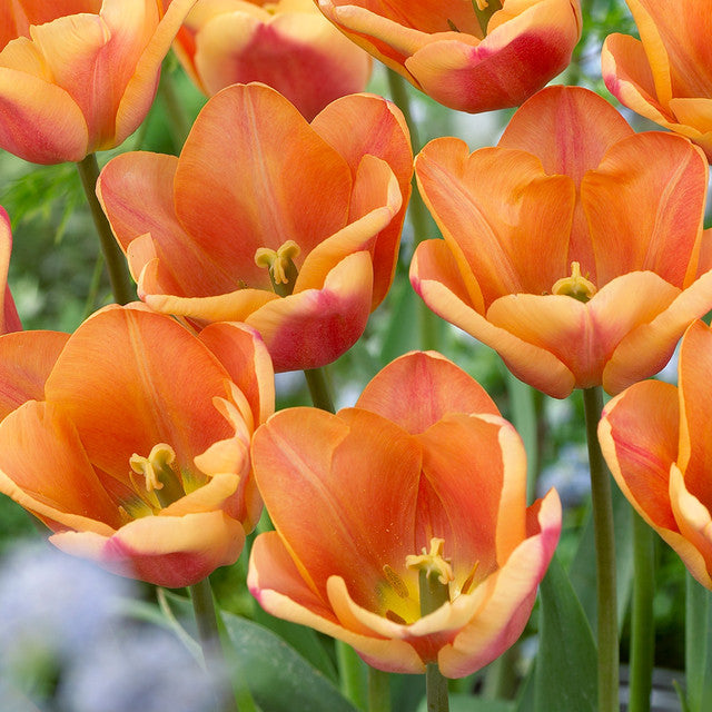 Tulip Bulbs Apricot Foxx Blooms Species Growing Bonsai Roots Rhizomes Corms Tubers Potted Planting Reblooming Fragrant Garden Flower Seeds Plant
