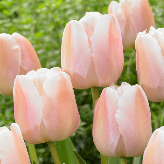 Apricot Pride Tulip Bulbs Blooms Species Growing Bonsai Roots Rhizomes Corms Tubers Potted Planting Reblooming Fragrant Garden Flower Seeds Plant