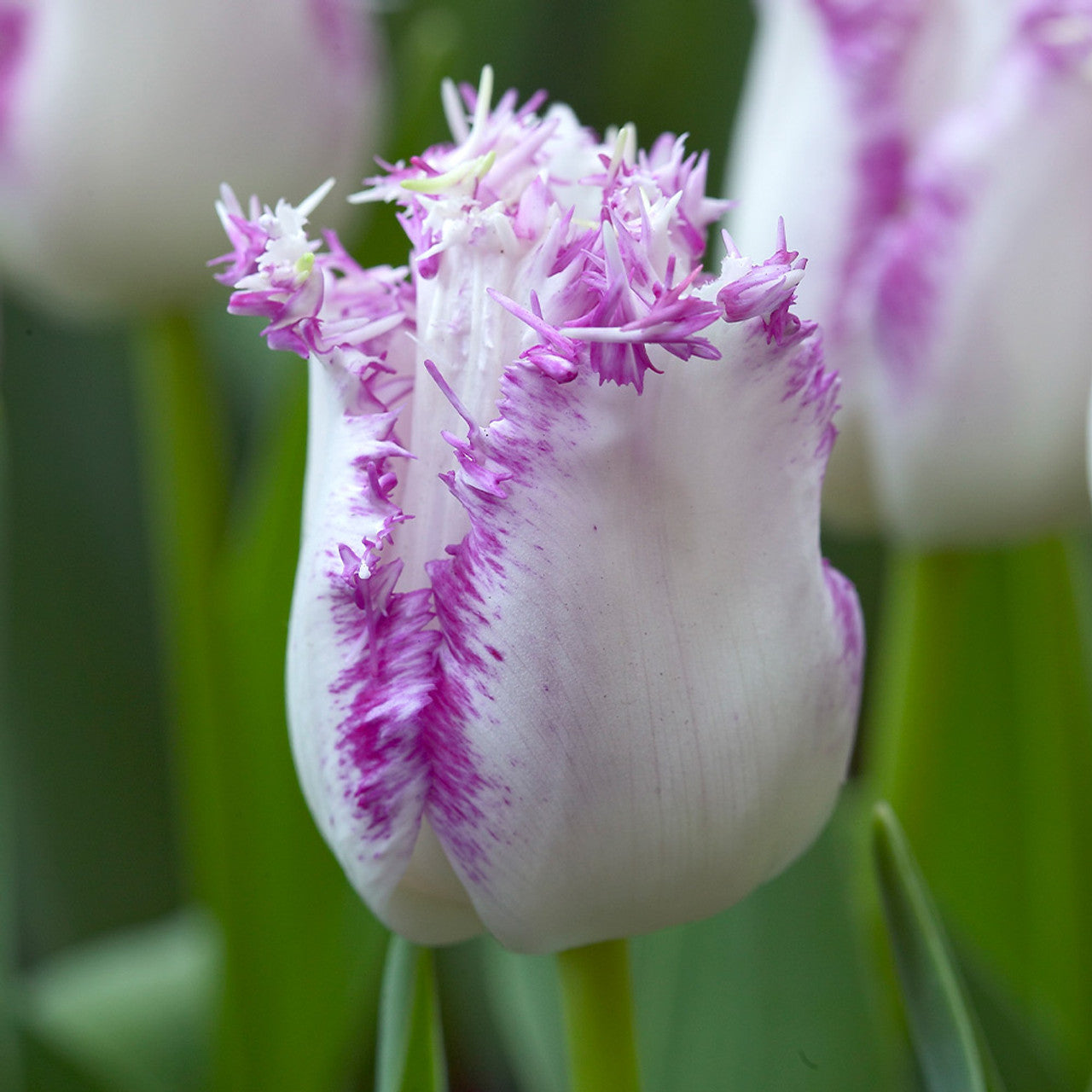 Tulip Bulbs Aria Card Blooms Species Growing Bonsai Roots Rhizomes Corms Tubers Potted Planting Reblooming Fragrant Garden Flower Seeds Plant