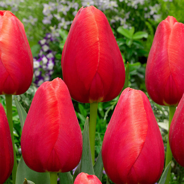 Avignon Tulip Bulbs Blooms Species Growing Bonsai Roots Rhizomes Corms Tubers Potted Planting Reblooming Fragrant Garden Flower Seeds Plant