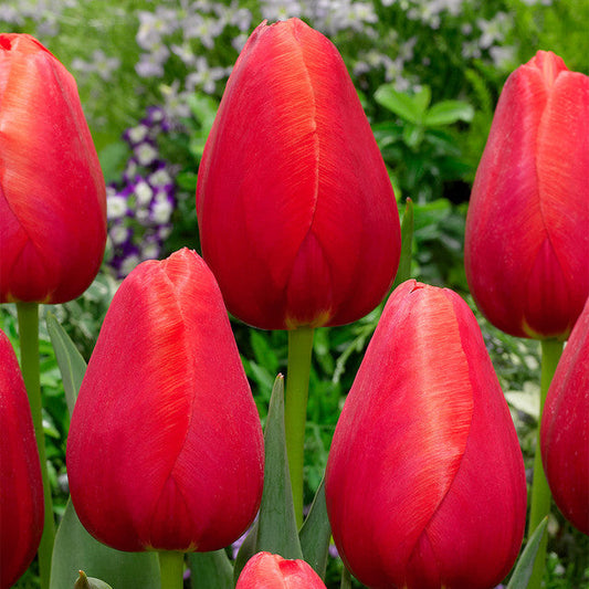 Avignon Tulip Bulbs Blooms Species Growing Bonsai Roots Rhizomes Corms Tubers Potted Planting Reblooming Fragrant Garden Flower Seeds Plant