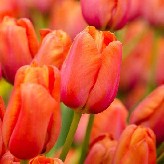 Avignon Tulip Bulbs Blooms Species Growing Bonsai Roots Rhizomes Corms Tubers Potted Planting Reblooming Fragrant Garden Flower Seeds Plant