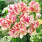 Belicia Tulip Bulbs Blooms Species Growing Bonsai Roots Rhizomes Corms Tubers Potted Planting Reblooming Fragrant Garden Flower Seeds Plant