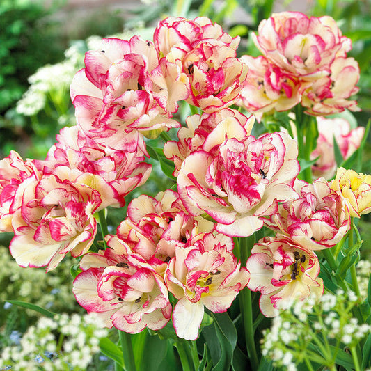 Belicia Tulip Bulbs Blooms Species Growing Bonsai Roots Rhizomes Corms Tubers Potted Planting Reblooming Fragrant Garden Flower Seeds Plant