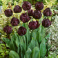 Tulip Bulbs Black Hero Blooms Species Growing Bonsai Roots Rhizomes Corms Tubers Potted Planting Reblooming Fragrant Garden Flower Seeds Plant