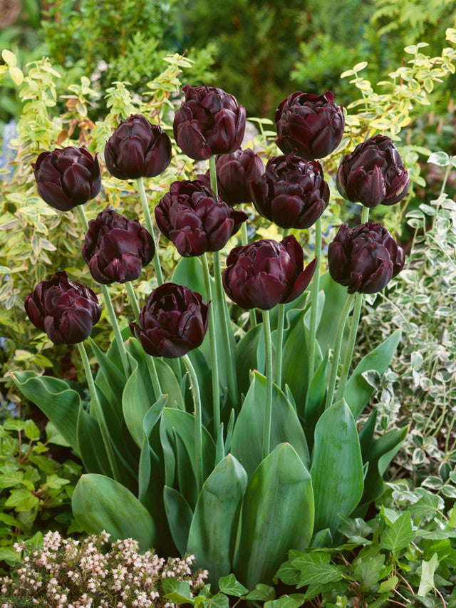 Tulip Bulbs Black Hero Blooms Species Growing Bonsai Roots Rhizomes Corms Tubers Potted Planting Reblooming Fragrant Garden Flower Seeds Plant