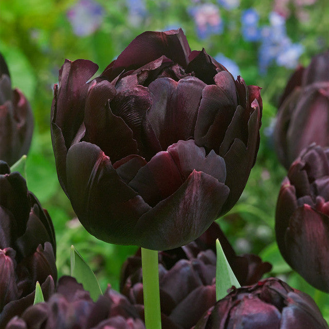 Tulip Bulbs Black Hero Blooms Species Growing Bonsai Roots Rhizomes Corms Tubers Potted Planting Reblooming Fragrant Garden Flower Seeds Plant