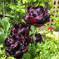 Tulip Bulbs Black Hero Blooms Species Growing Bonsai Roots Rhizomes Corms Tubers Potted Planting Reblooming Fragrant Garden Flower Seeds Plant
