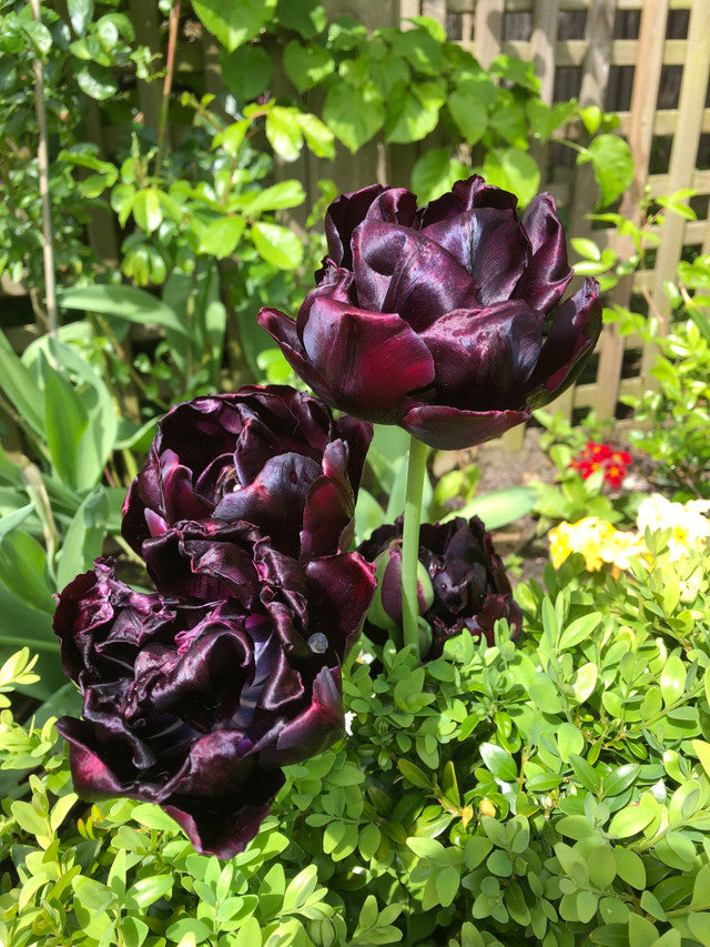 Tulip Bulbs Black Hero Blooms Species Growing Bonsai Roots Rhizomes Corms Tubers Potted Planting Reblooming Fragrant Garden Flower Seeds Plant