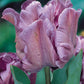Blue Parrot Tulip Bulbs Blooms Species Growing Bonsai Roots Rhizomes Corms Tubers Potted Planting Reblooming Fragrant Garden Flower Seeds Plant
